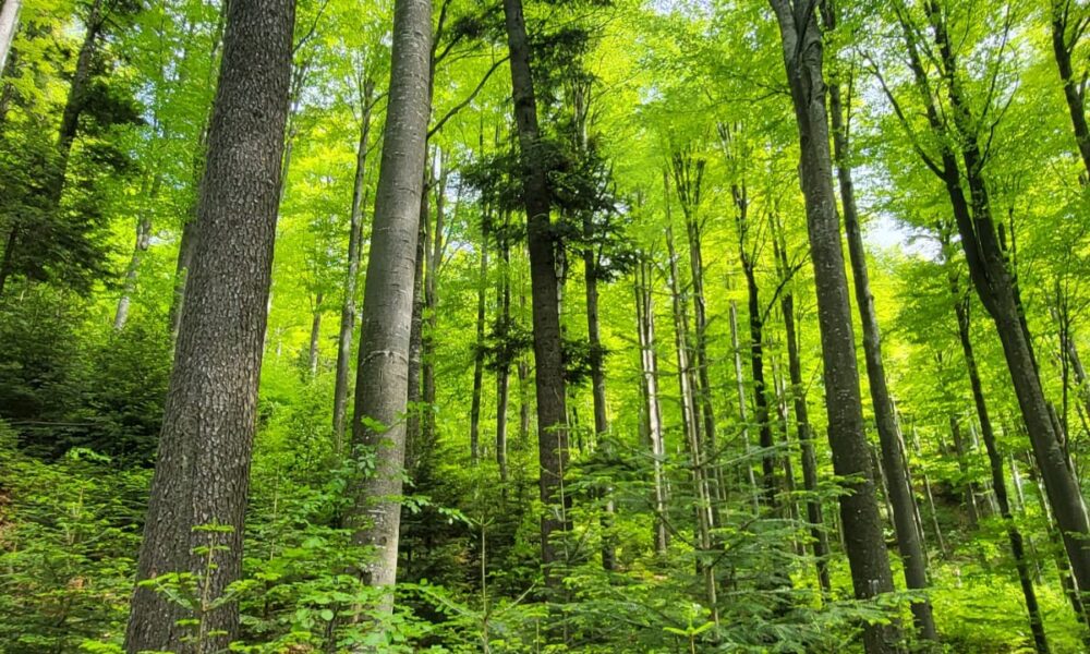 518272661_1179365534220737_4090144059909476835_n-1000x600