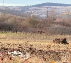 att.RLFE8NnopLbaSq0GWk7ZJWGeuTNnvWmu5ZnvKrNZx04