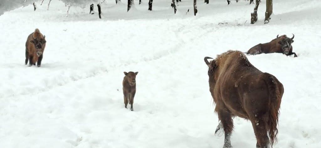 att.IqrZNsXVdfaBATUlE0tZadU0SyWd8gFeVnhX_4p1X6w