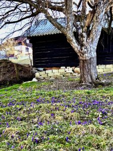 att.shfM1_76KO_SeKpUtgE4G5JhvebG8_N02zwd4E5NpoA