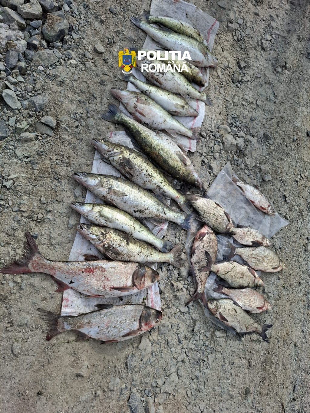 686d0d38-a1a7-4b92-bcab-37ee6df74cba