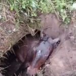 Pompierii au salvat o iapă gestantă căzută într-o groapă tehnologică