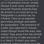 Urs pe o stradă din Vulcan!