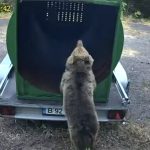 Zilnic, sălbăticiunile mănâncă animalele oamenilor din Valea Jiului