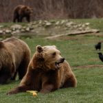 Peste 1.000 de urși în județul Hunedoara. Cresc efectivele de carnivore mari, dar și pagubele produse