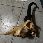 Arme, trofee de vânat și zeci de kilograme de carne, ridicate de polițiștii hunedoreni