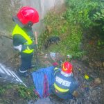 Cățeluș salvat de pompierii din Petroșani, după ce a rămas blocat aproape o săptămână în albia unui pârâu din Aninoasa