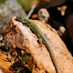 Salvarea amfibienilor și reptilelor, un obiectiv strategic pentru specialiști