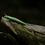 Sfinxul teiului, vedeta unei fotografii spectaculoase din Parcul Național Defileul Jiului