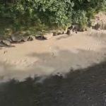 Jiul de Vest, din nou poluat de la Termocentrala Paroșeni