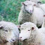 Hunedoara: oamenii cresc animale și își deschid afaceri în domeniu