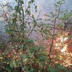 Aproape 100 de hectare au ars în Hunedoara, în doar șapte zile