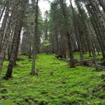 De ce răsună drujbele în Parcul Național Retezat. Explicația din spatele intervenției care protejează pajiștile montane