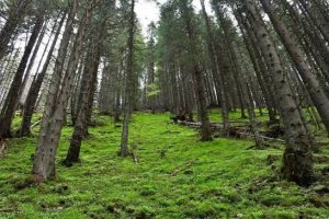 images (1)