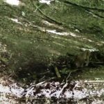 Râs surprins în Parcul Natural Grădiștea Muncelului-Cioclovina
