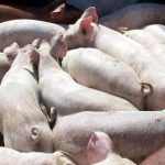 Focar de pestă porcină africană la Lupeni. Autoritățile impun restricții îngospodării