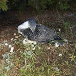 Pasăre rară, originară din America de Nord, descoperită în curtea Spitalului Municipal Brad. A fost eliberată în râul Mureș