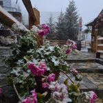 Primii fulgi de zăpadă au ajuns în Straja. Florile au fost acoperite de un strat subțire de nea